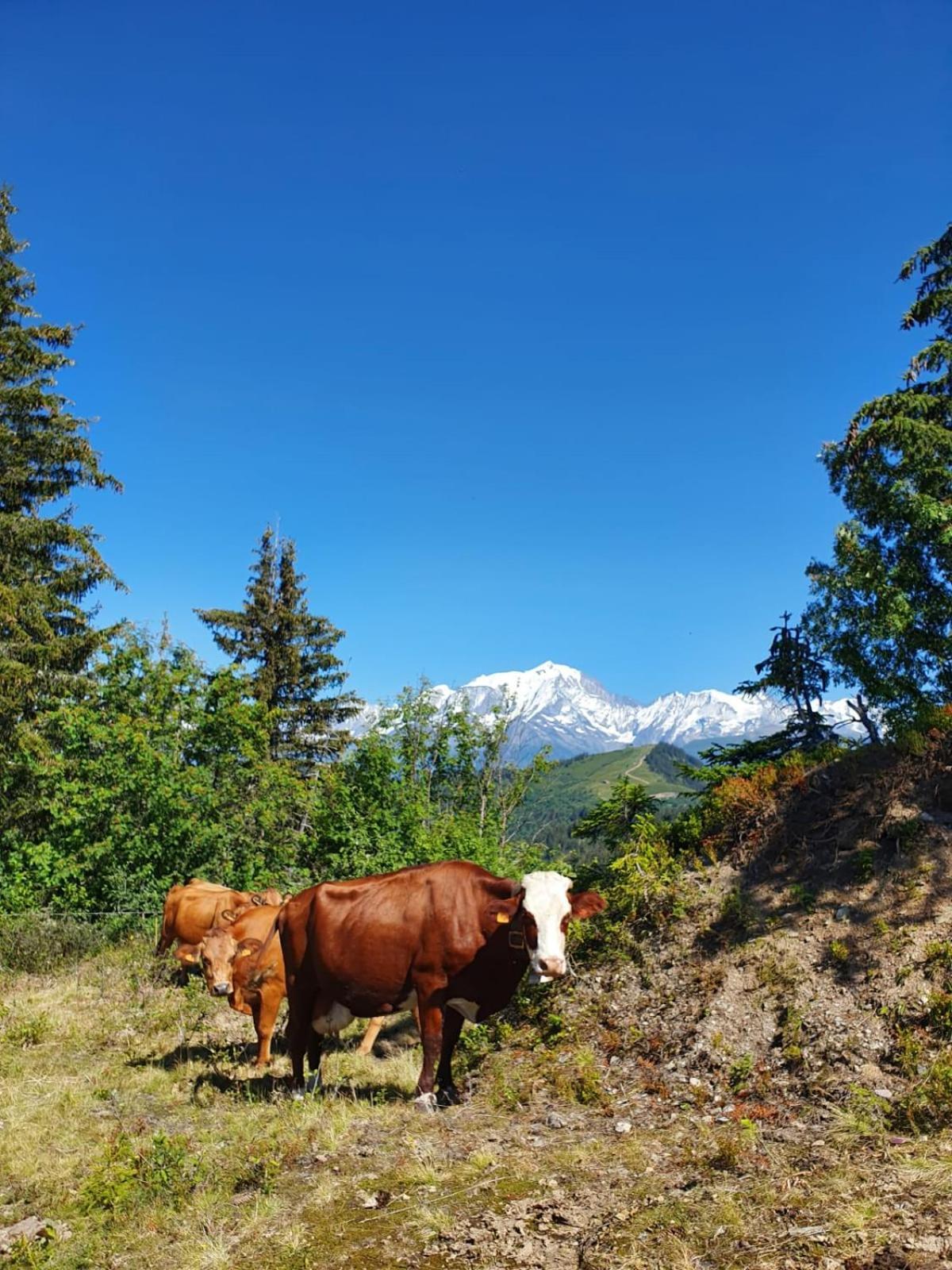 Appartement La Duchere Le Plan-La Giettaz Massif Des Aravis 외부 사진